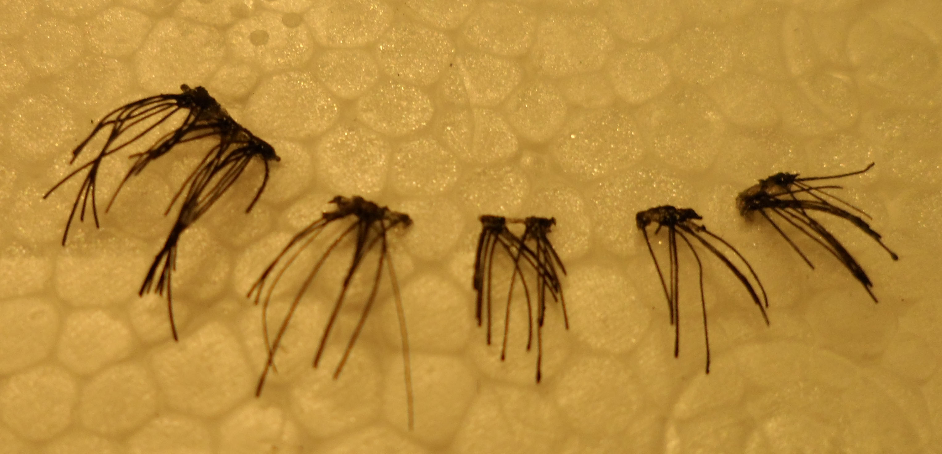 假睫毛激光切割1 假睫毛激光切割案例(圖1)